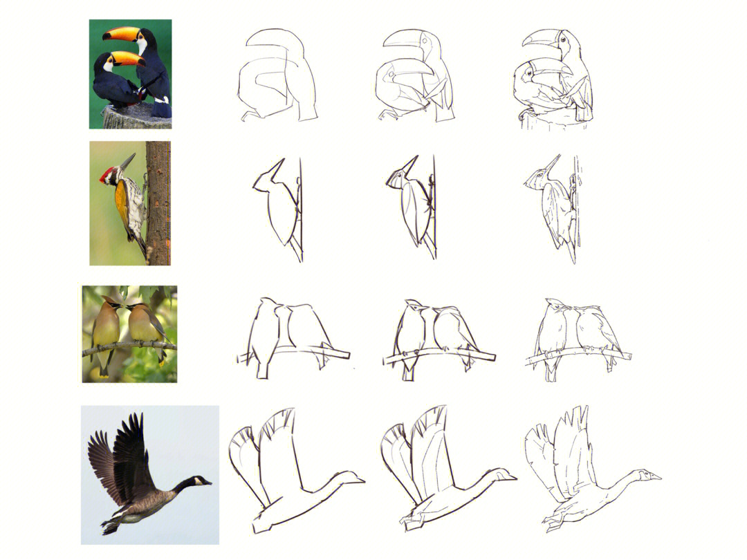 各种鸟的画法图片