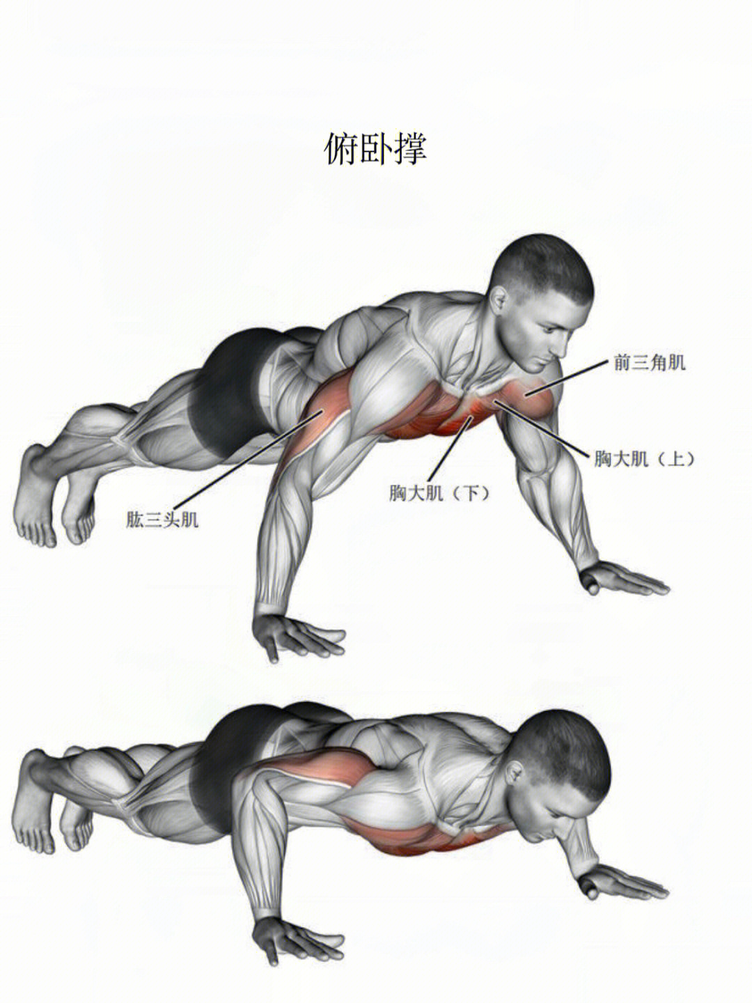 今日动作分享:俯卧撑训练肌肉部位:胸大肌,股三头肌,三角肌前束01