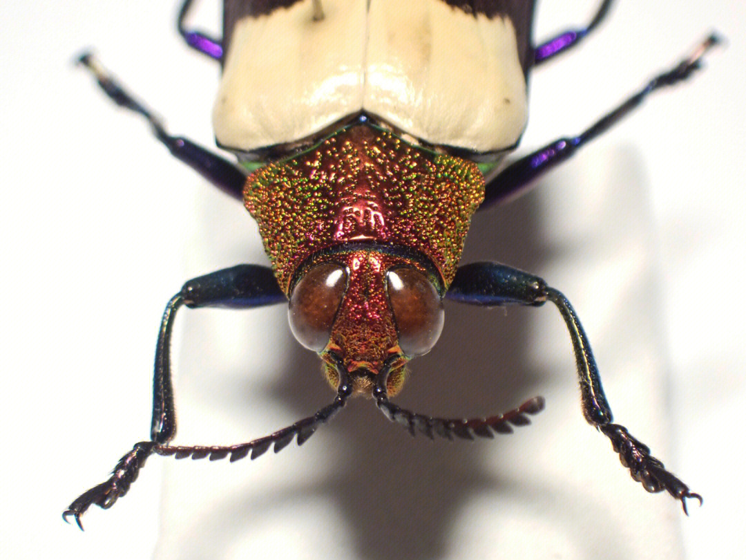 甲虫  名称:紫斑金吉丁虫外文名:chrysochroa buqueti rugicollis