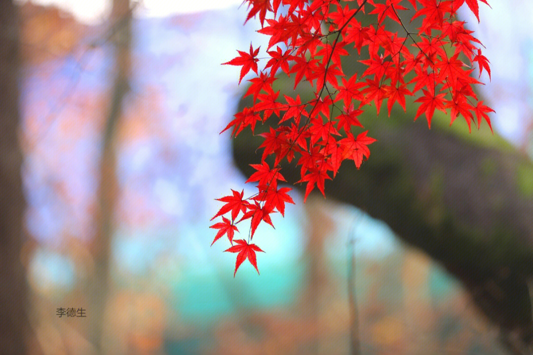 霜叶红于二月花