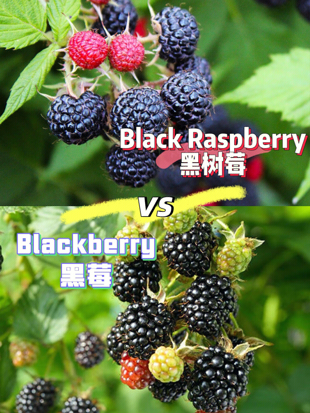 黑树莓图片和功效图片