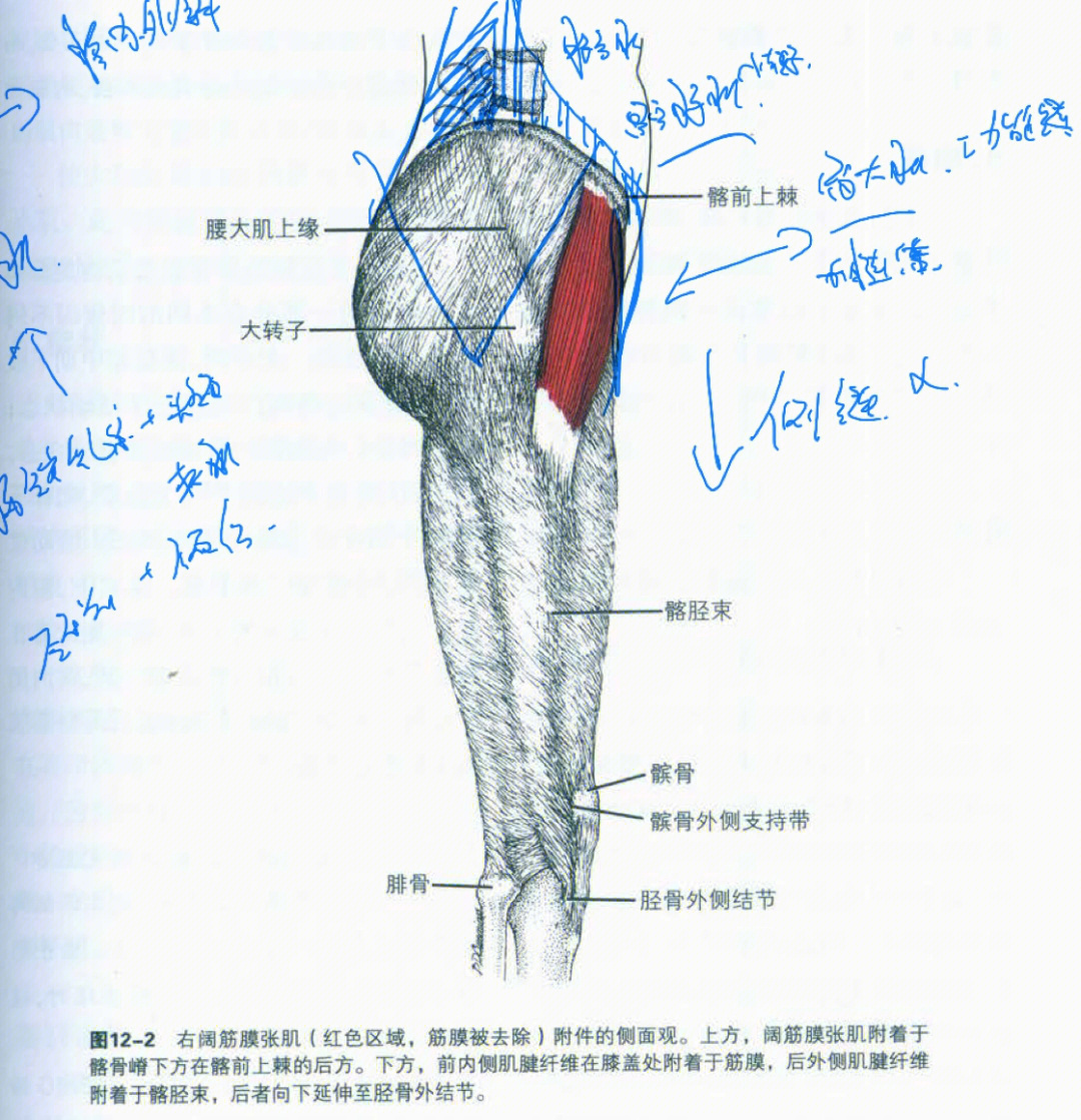 大腿内侧结构图解剖图图片