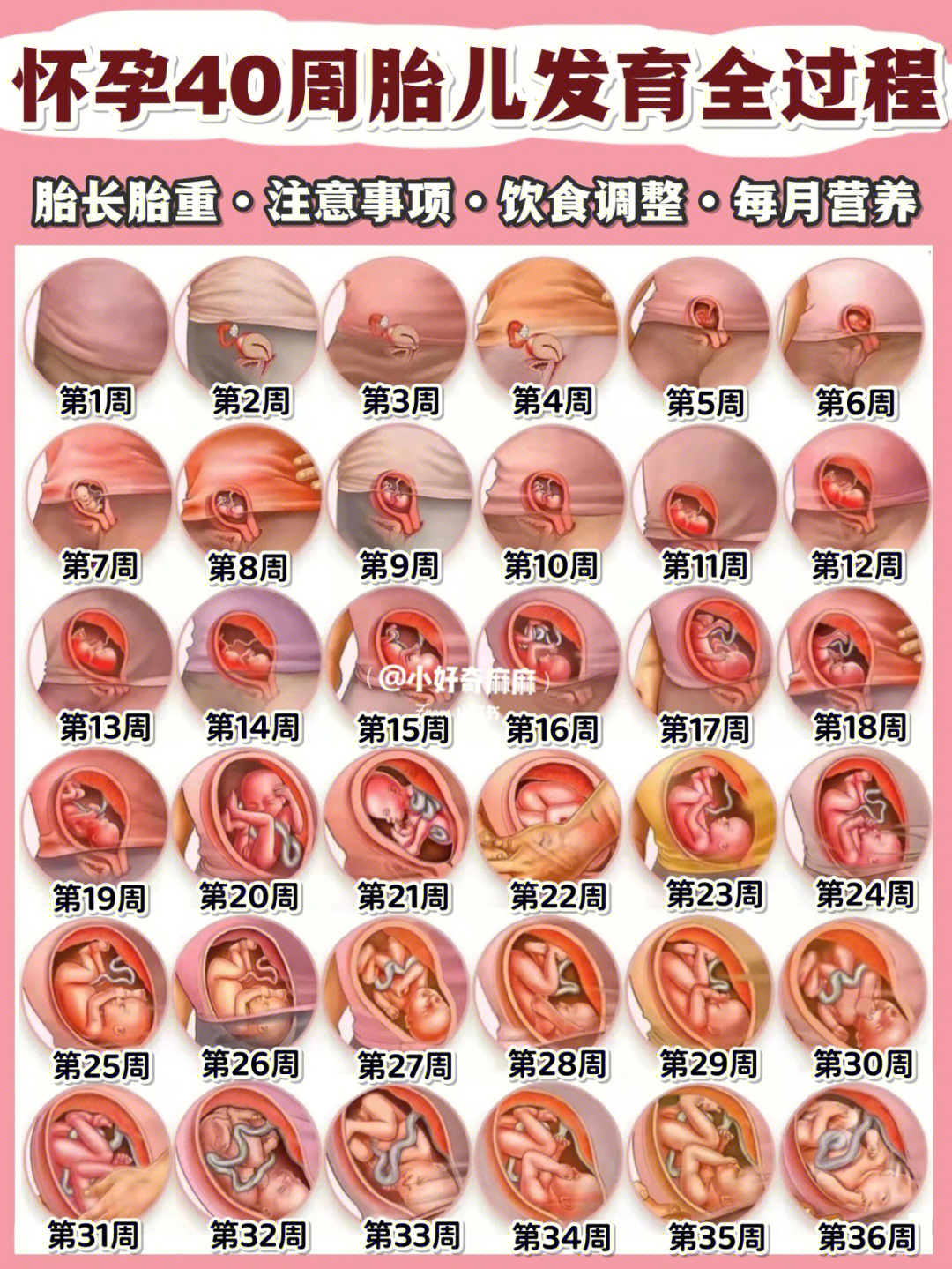 怀孕40周胎儿每周的发育变化及孕妈注意事项