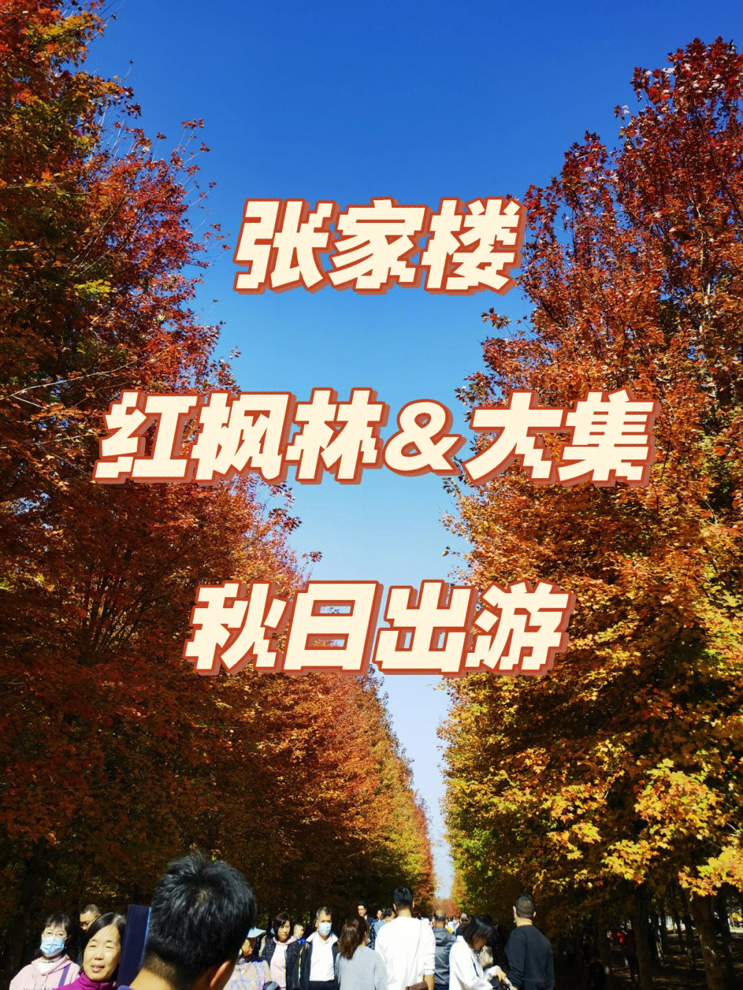 人也很多棉花糖很好吃#张家楼#红枫林#枫叶#秋日出游#旅游