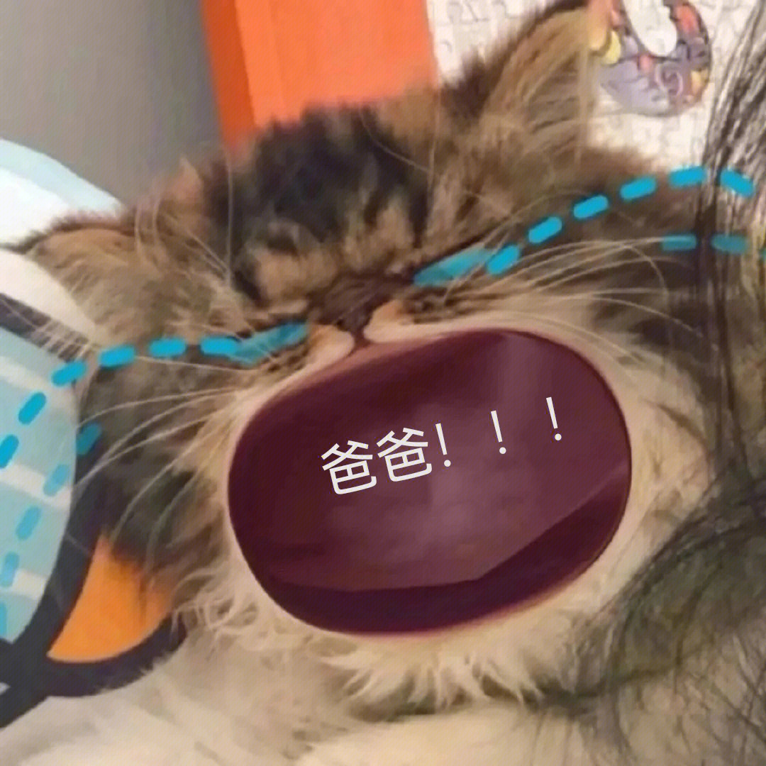 猫猫喊爸表情包图片