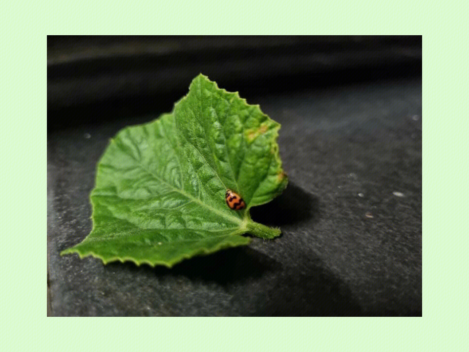 黑缘红瓢虫幼虫图片