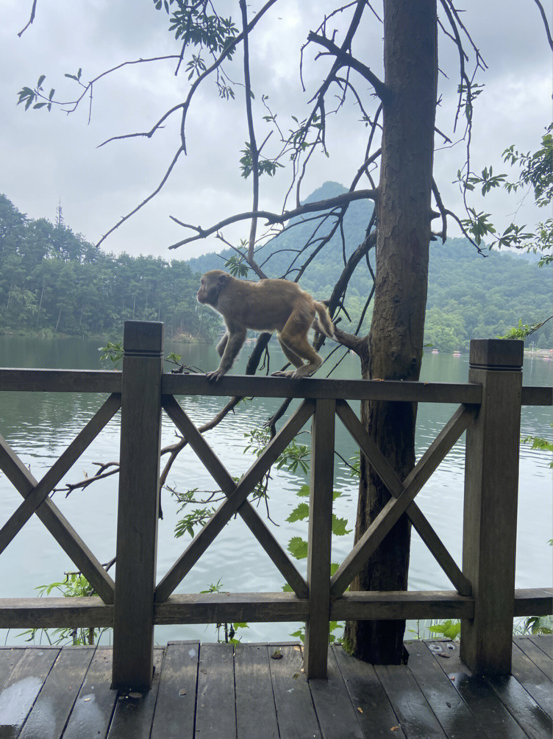 今天上午我们61了到69黔灵山公园,公园里很多猴子92,很野61