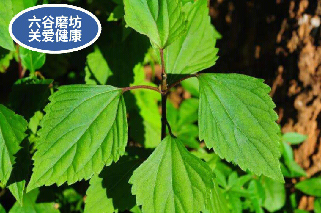 泽兰的功效与作用