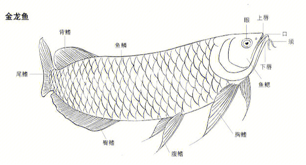 白描金龙鱼图片大全图片