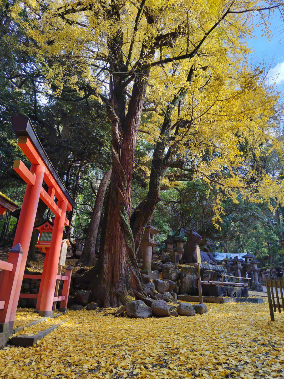 奈良春日山原始林图片