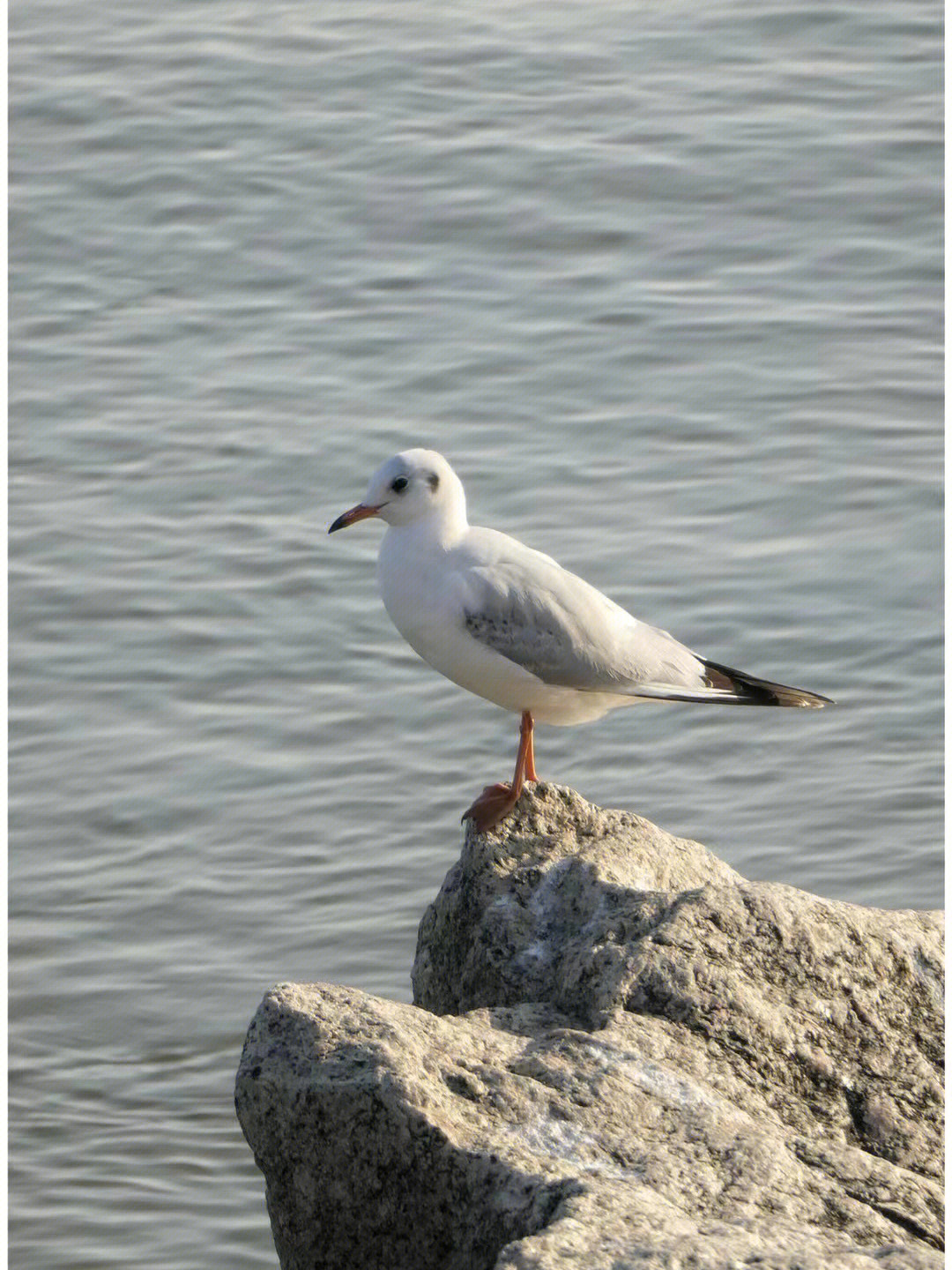 深圳湾鸟类图鉴图片