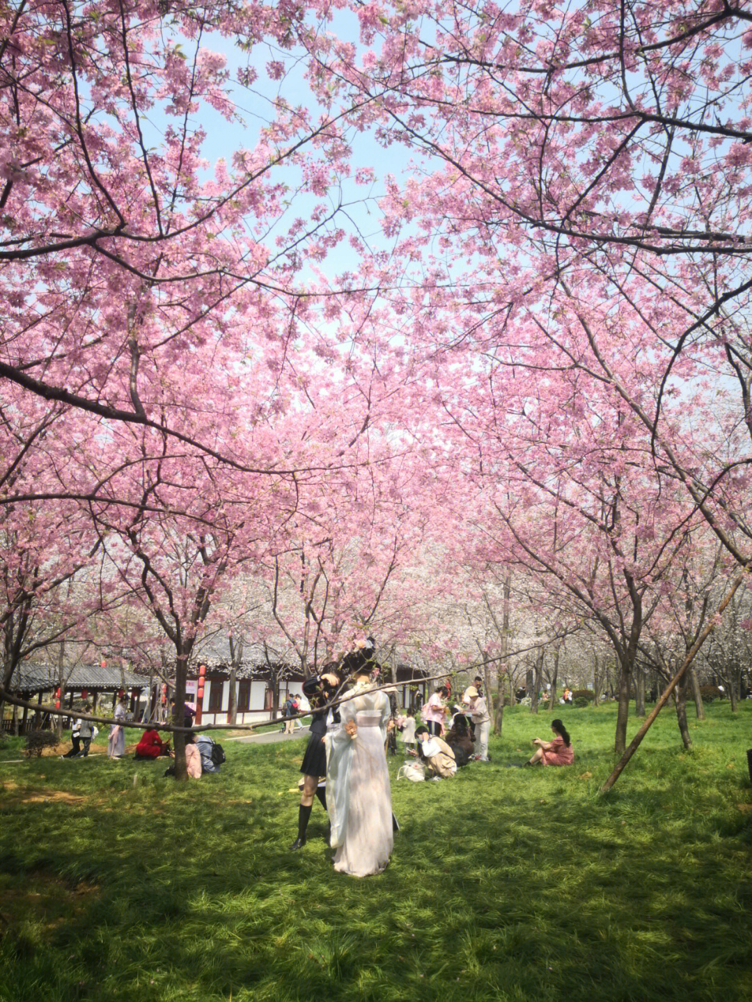 凤凰台植物园樱花节图片