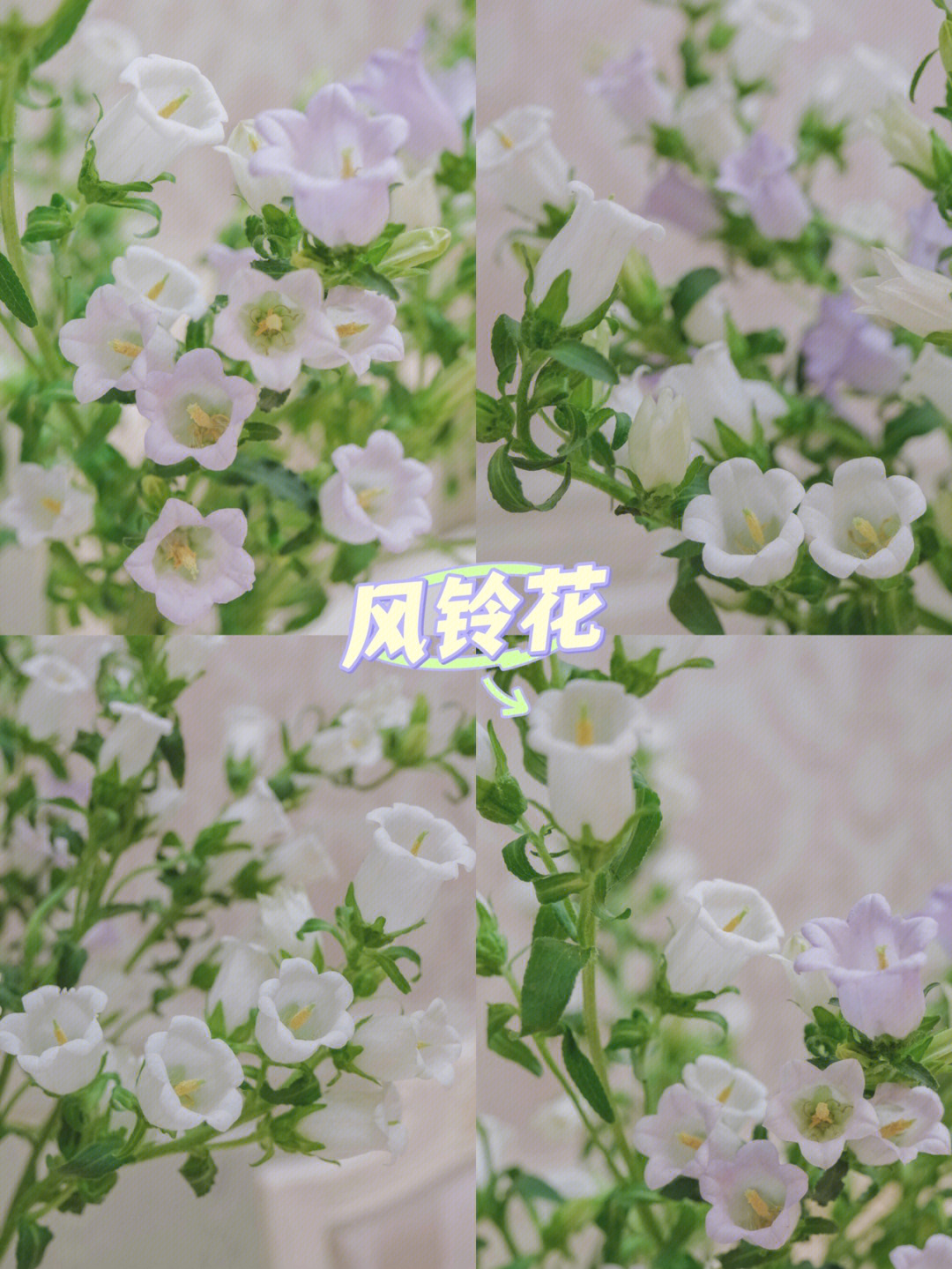 风铃花醒花步骤图片