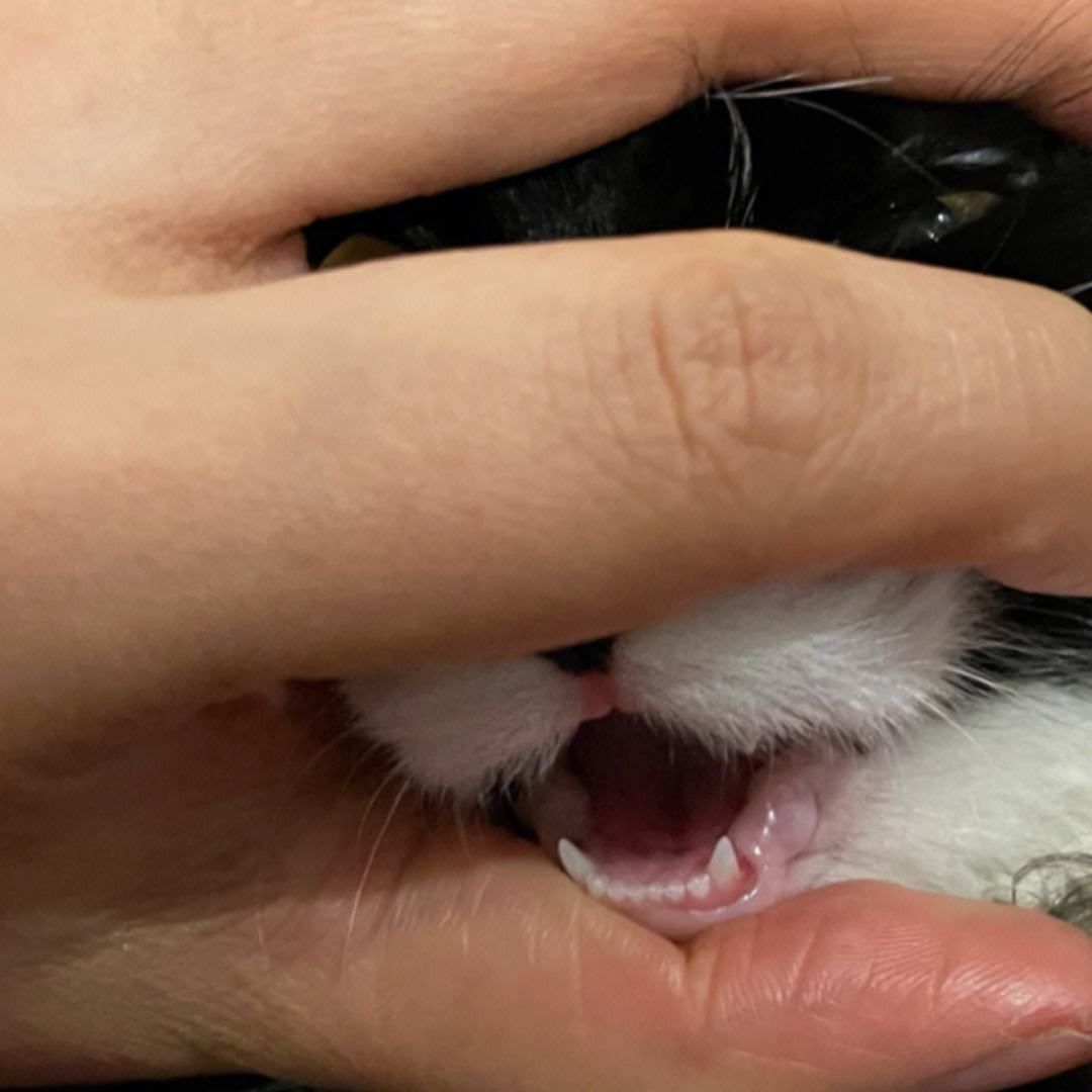 猫咪换牙顺序图片