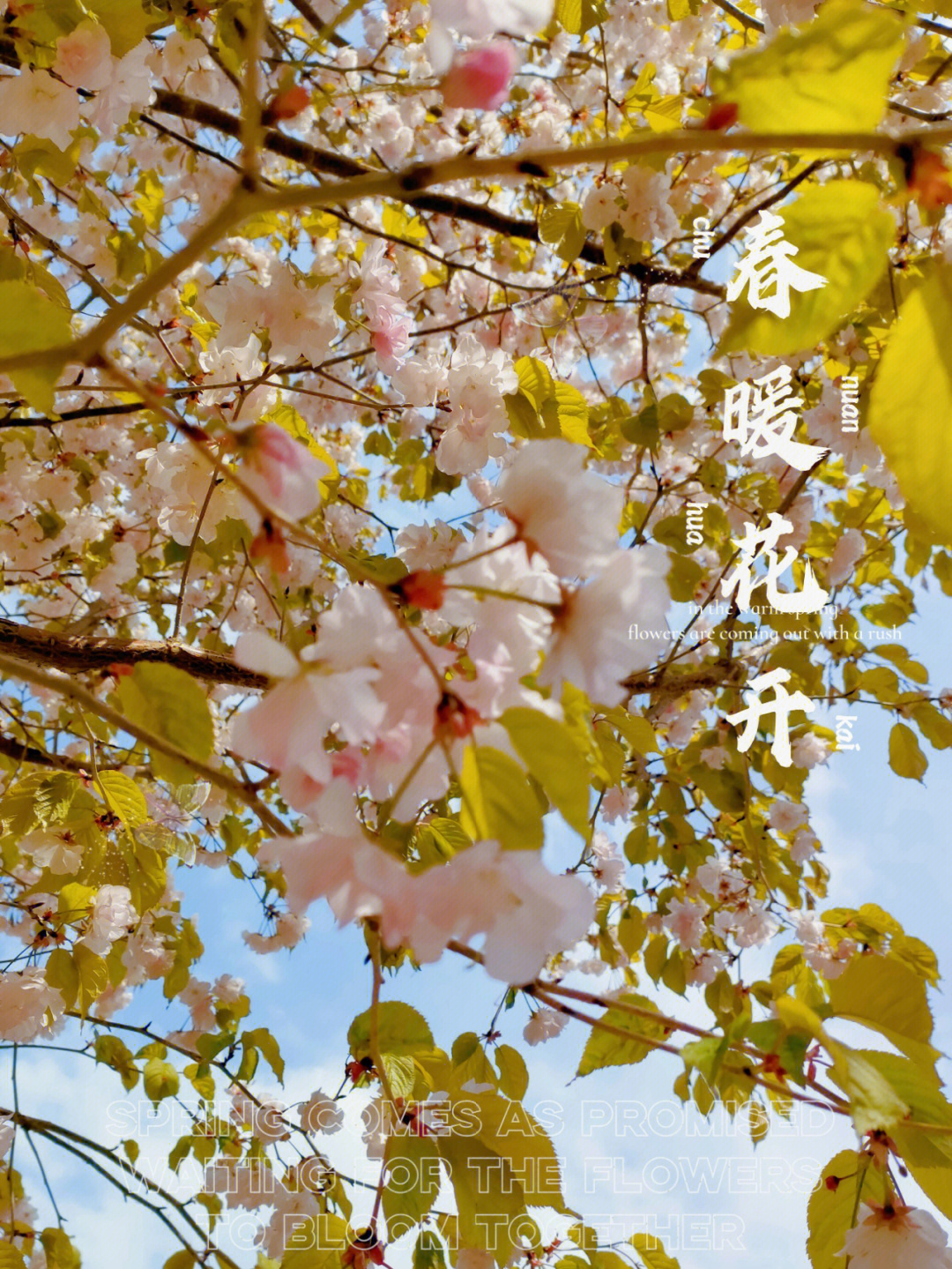 樱花岛の图片