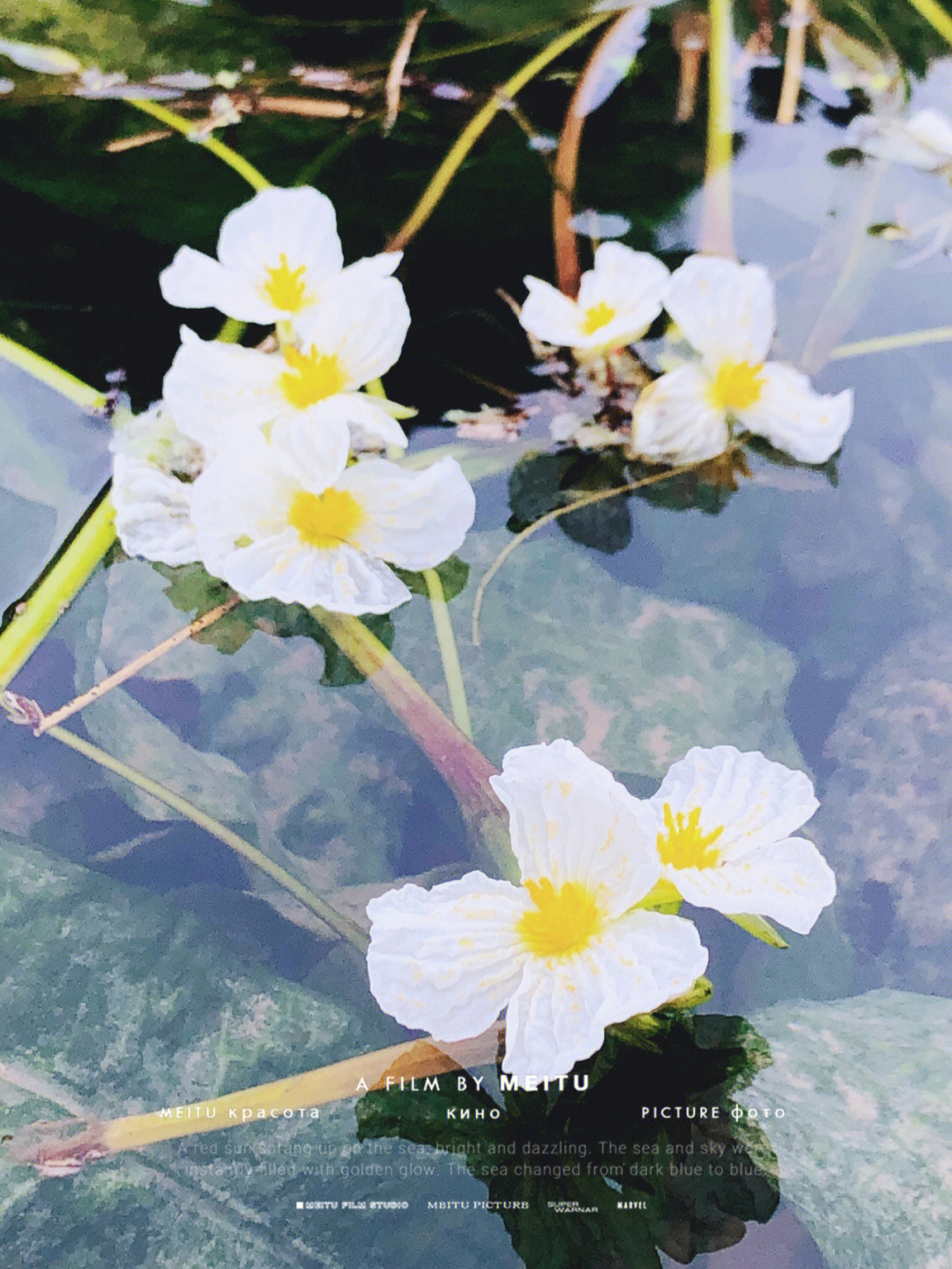 海菜花画图片