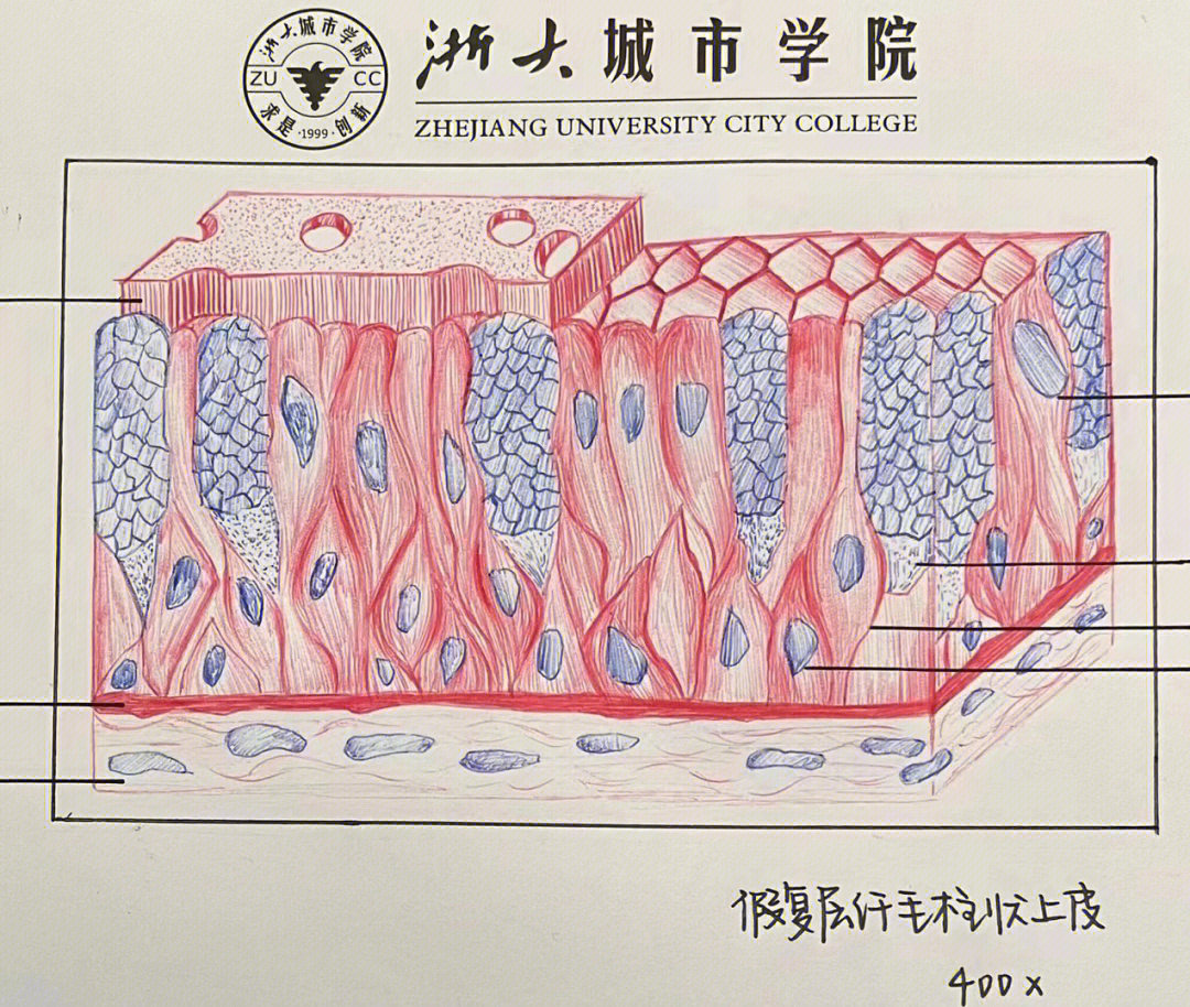 纤维细胞绘图图片