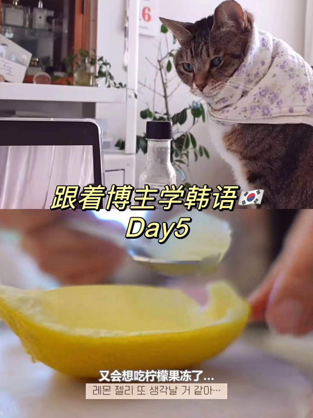 治愈柠檬果冻烤箱用韩语怎么说