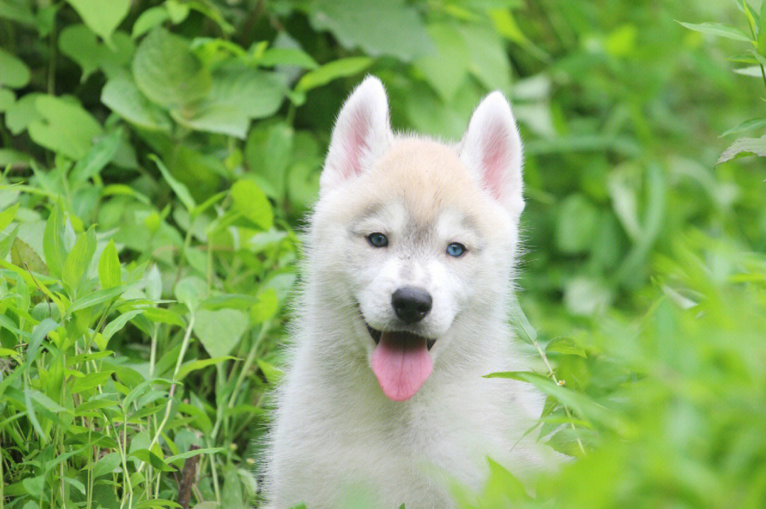 哈士奇幼犬壁纸图片