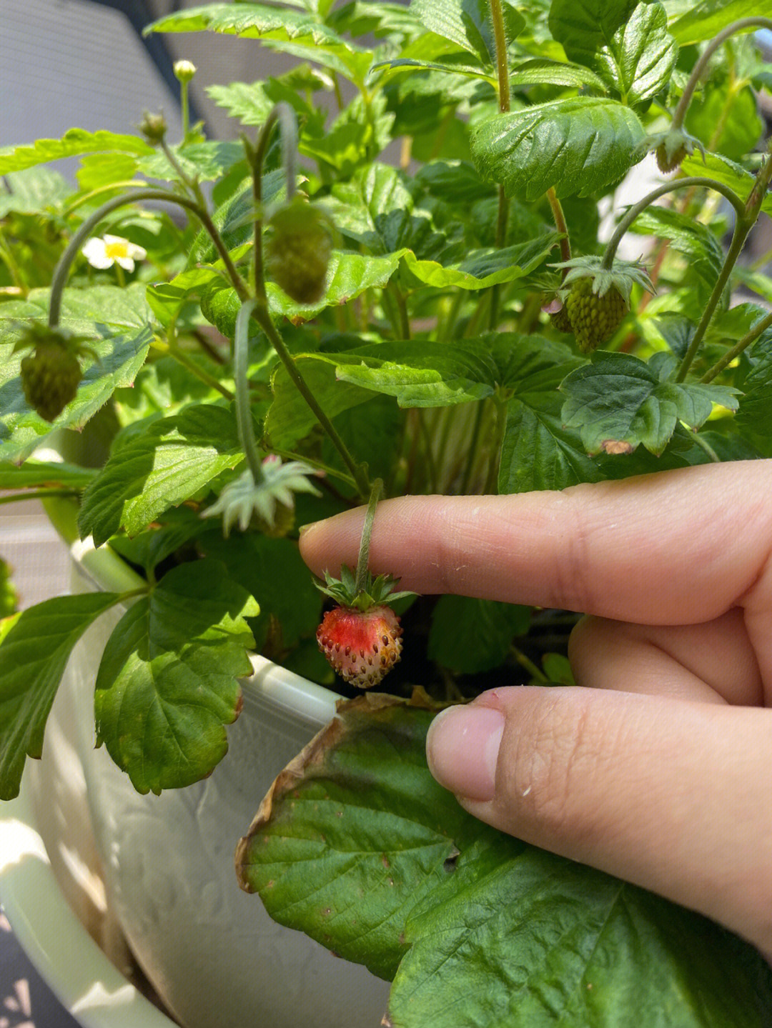 为啥我种的草莓这么小