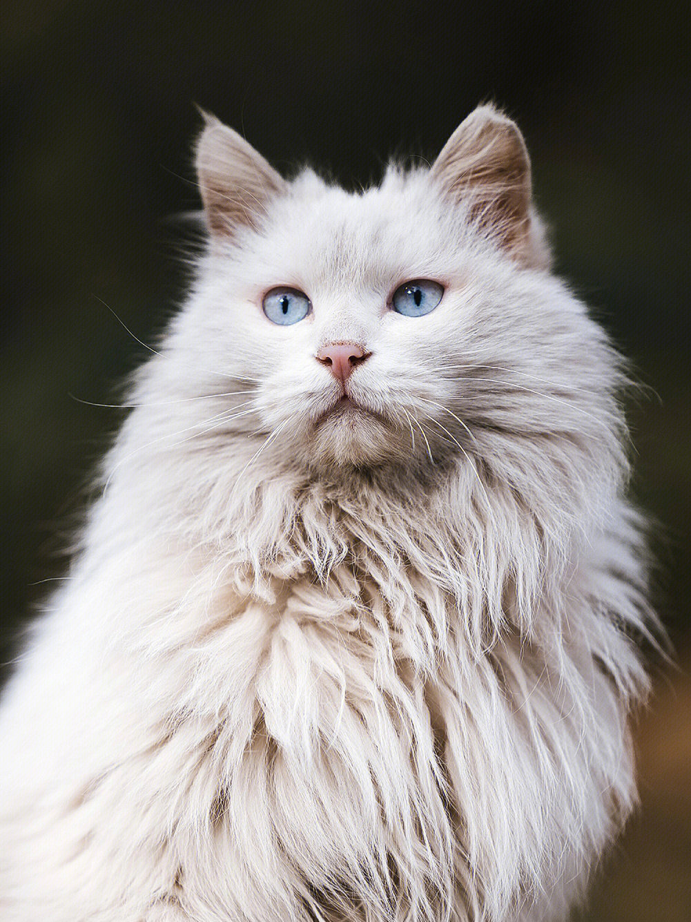 霸气外露的临清狮猫