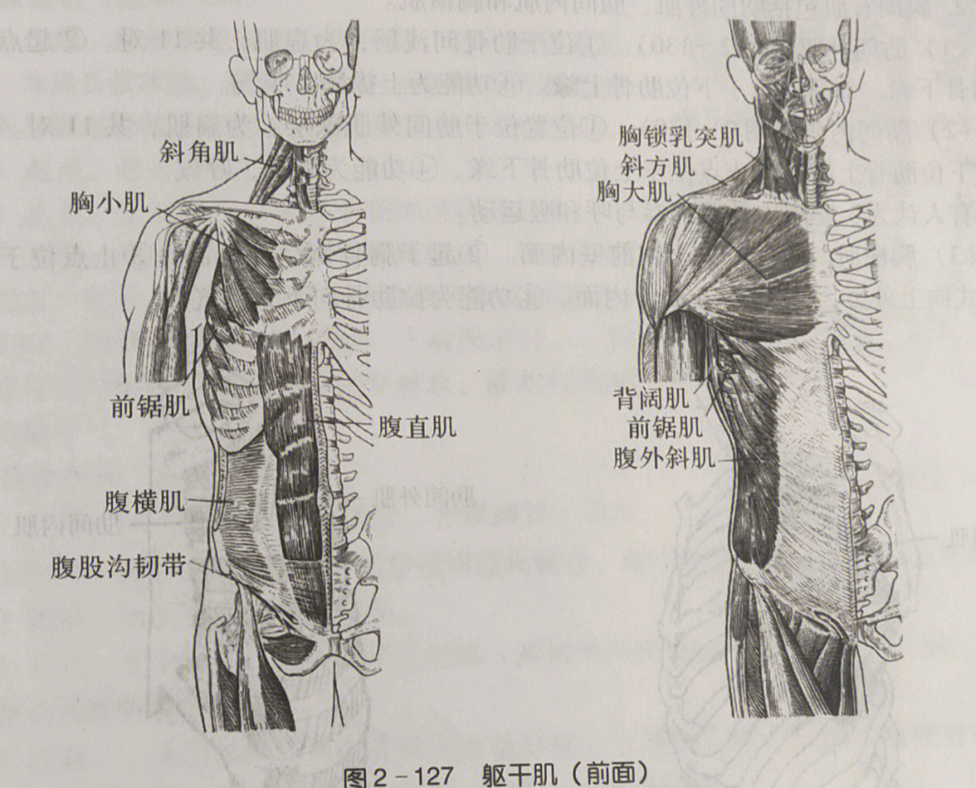 胸肌上中下三束解剖图图片