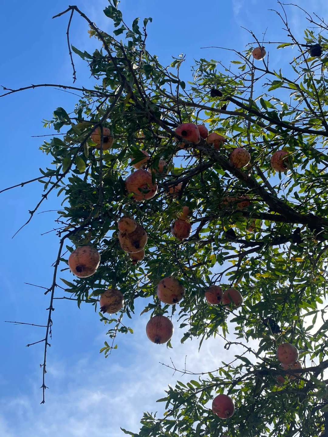 秋天的味道挂满枝头的石榴蓝的透彻的天