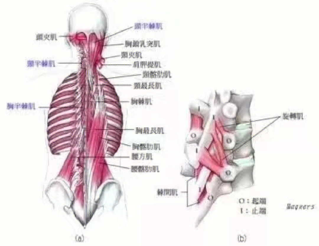 腰方肌的作用图片