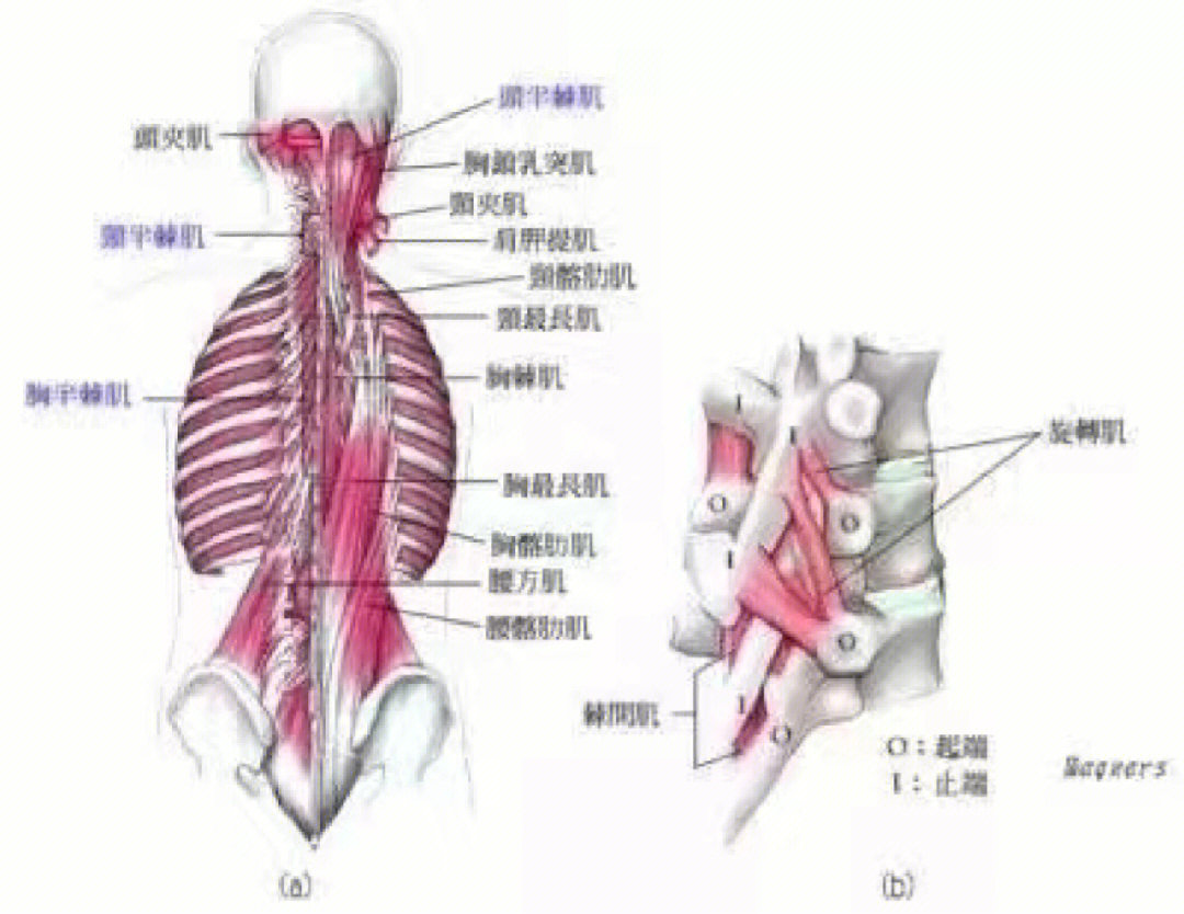 束脊肌图片