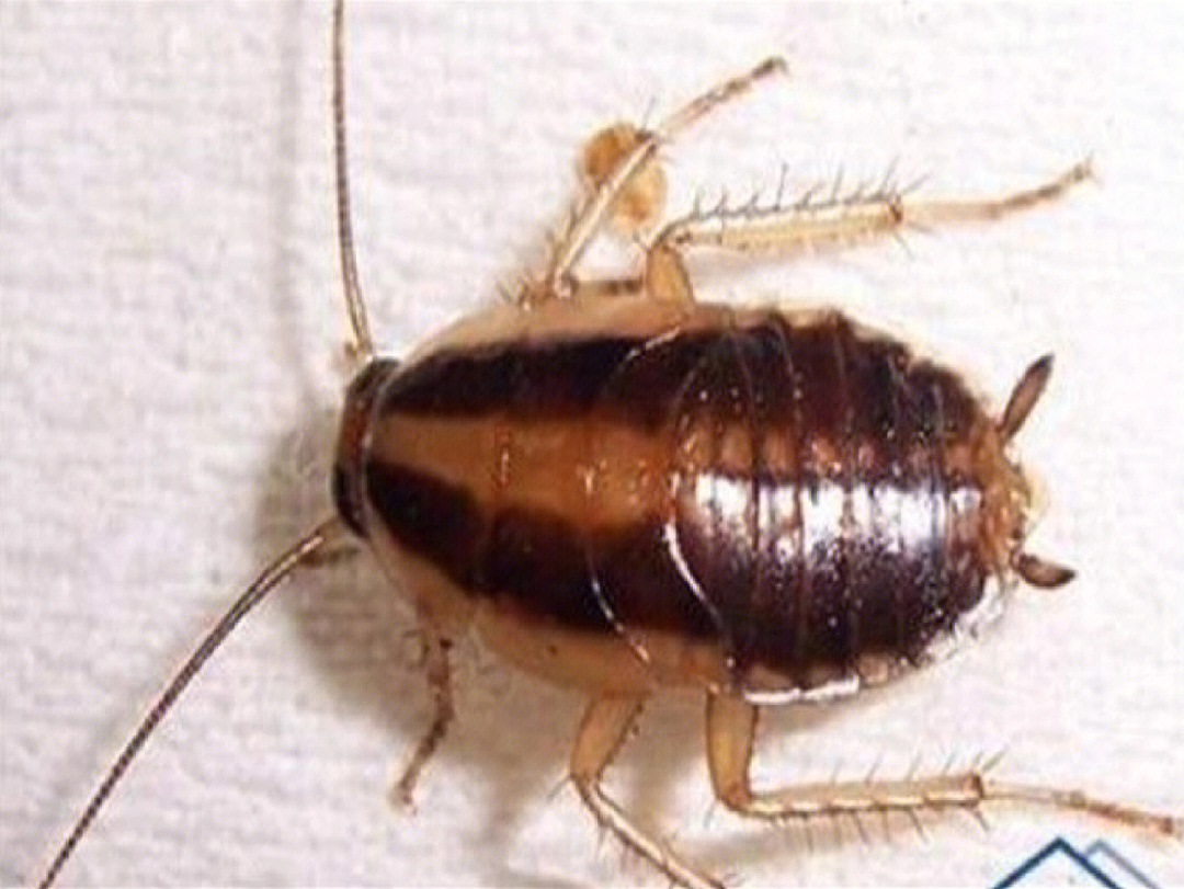 最小的蟑螂有多大图片图片