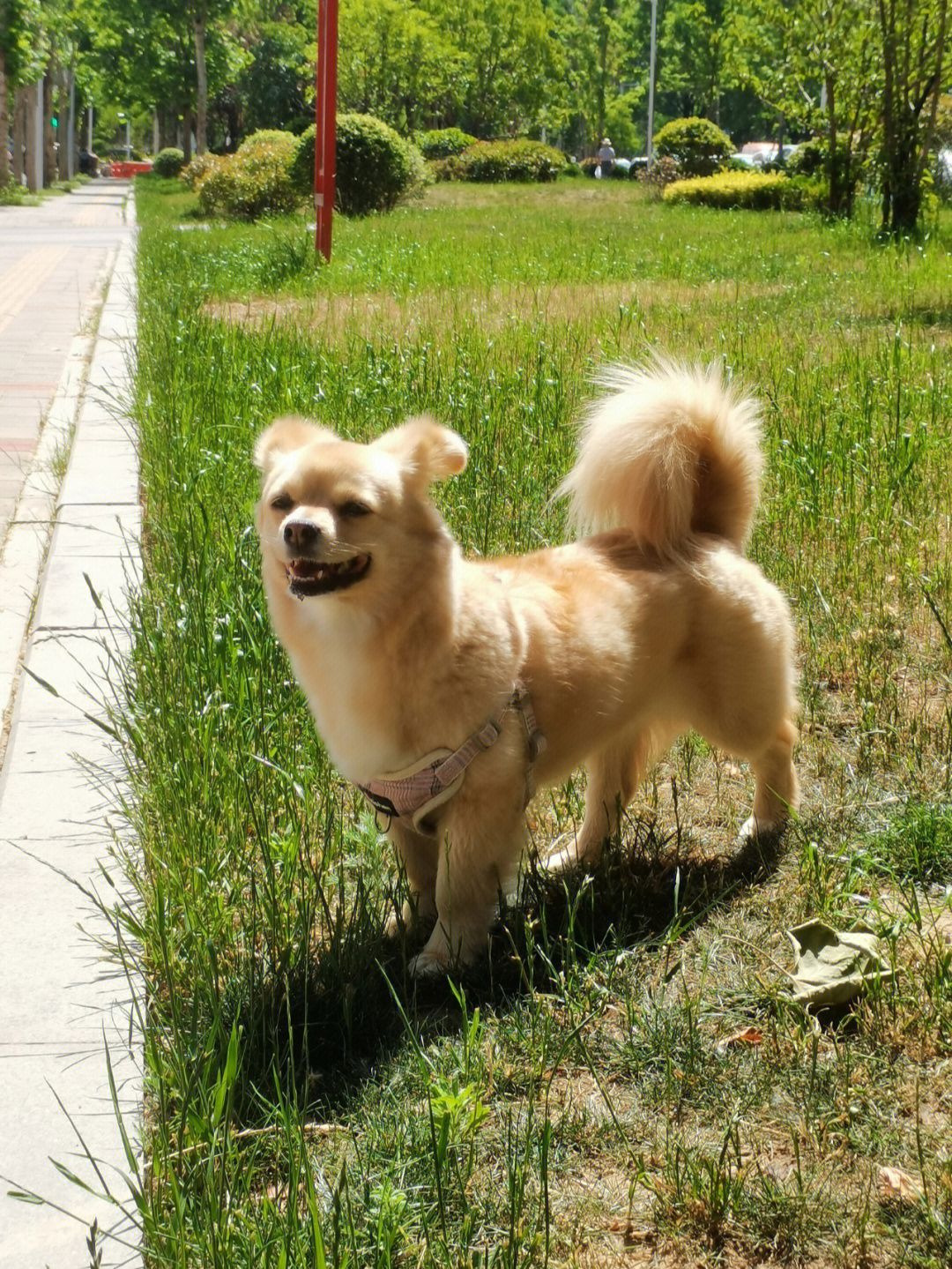 今日也是开心小狗狗