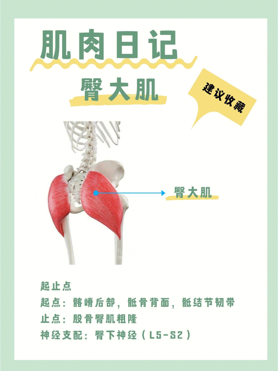 臀大肌功能解剖图片