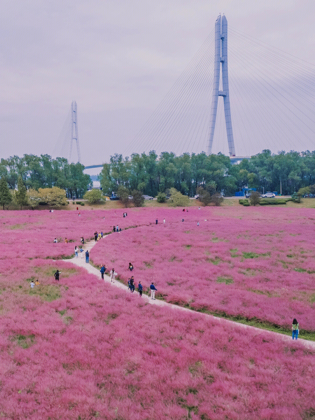 南京十大花海图片