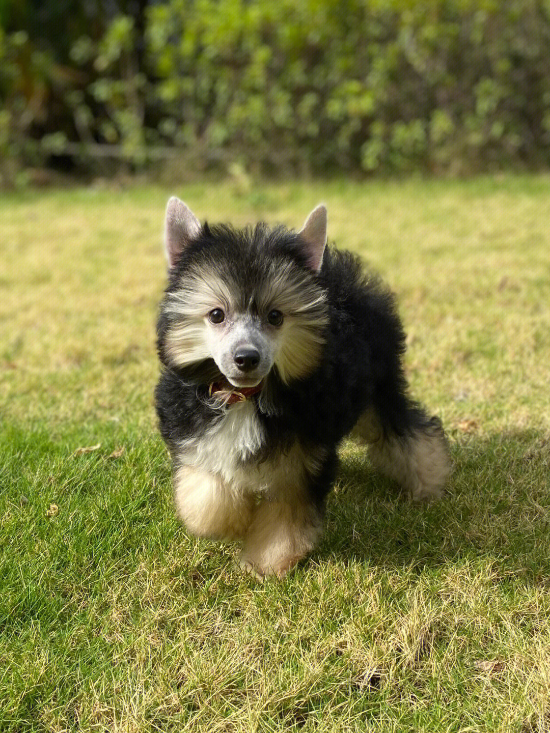 米奇种公犬图片