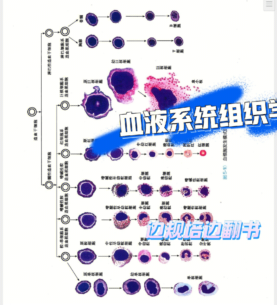 血细胞的生成过程图解图片