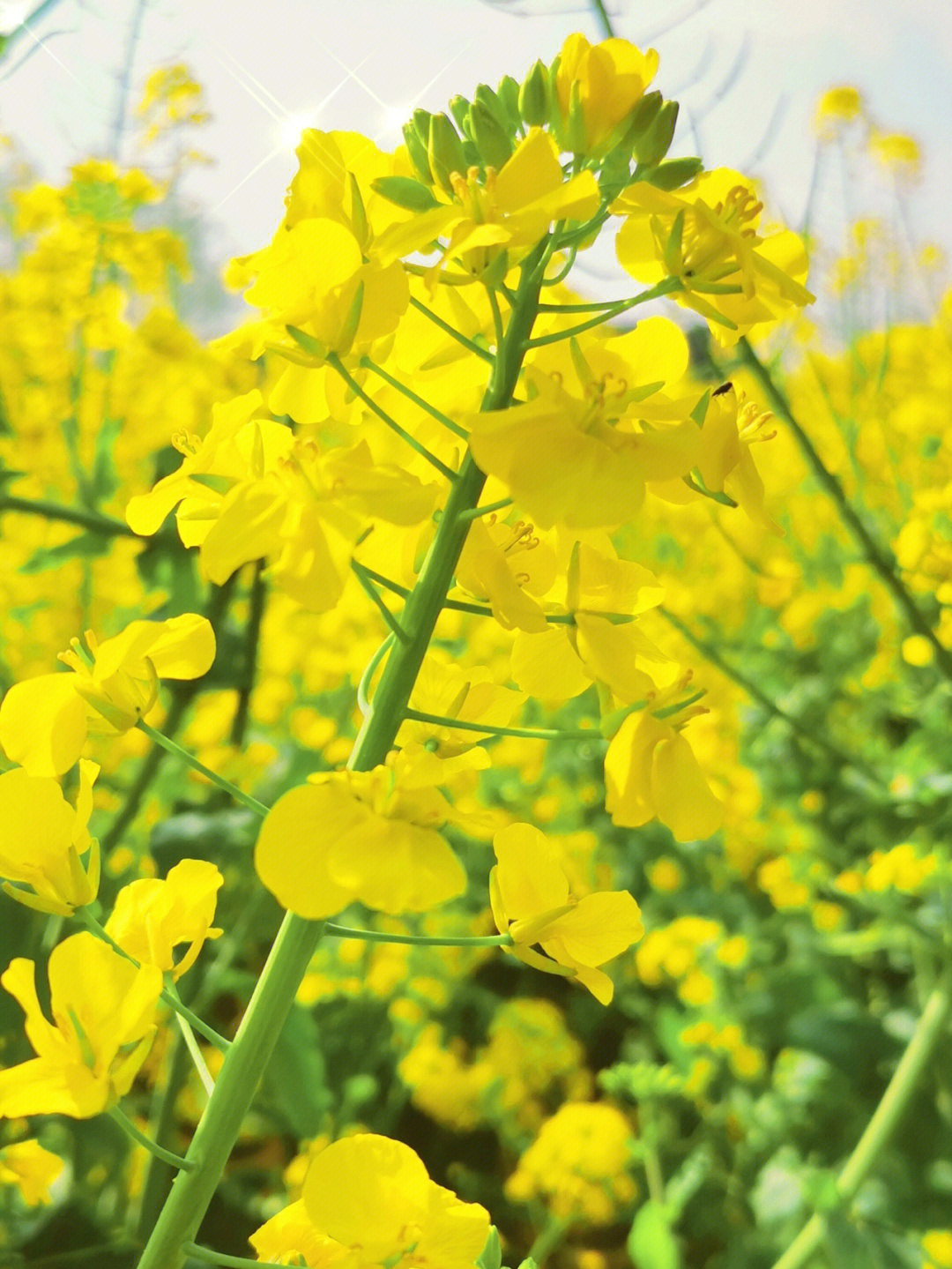 花溪十里河滩油菜花图片