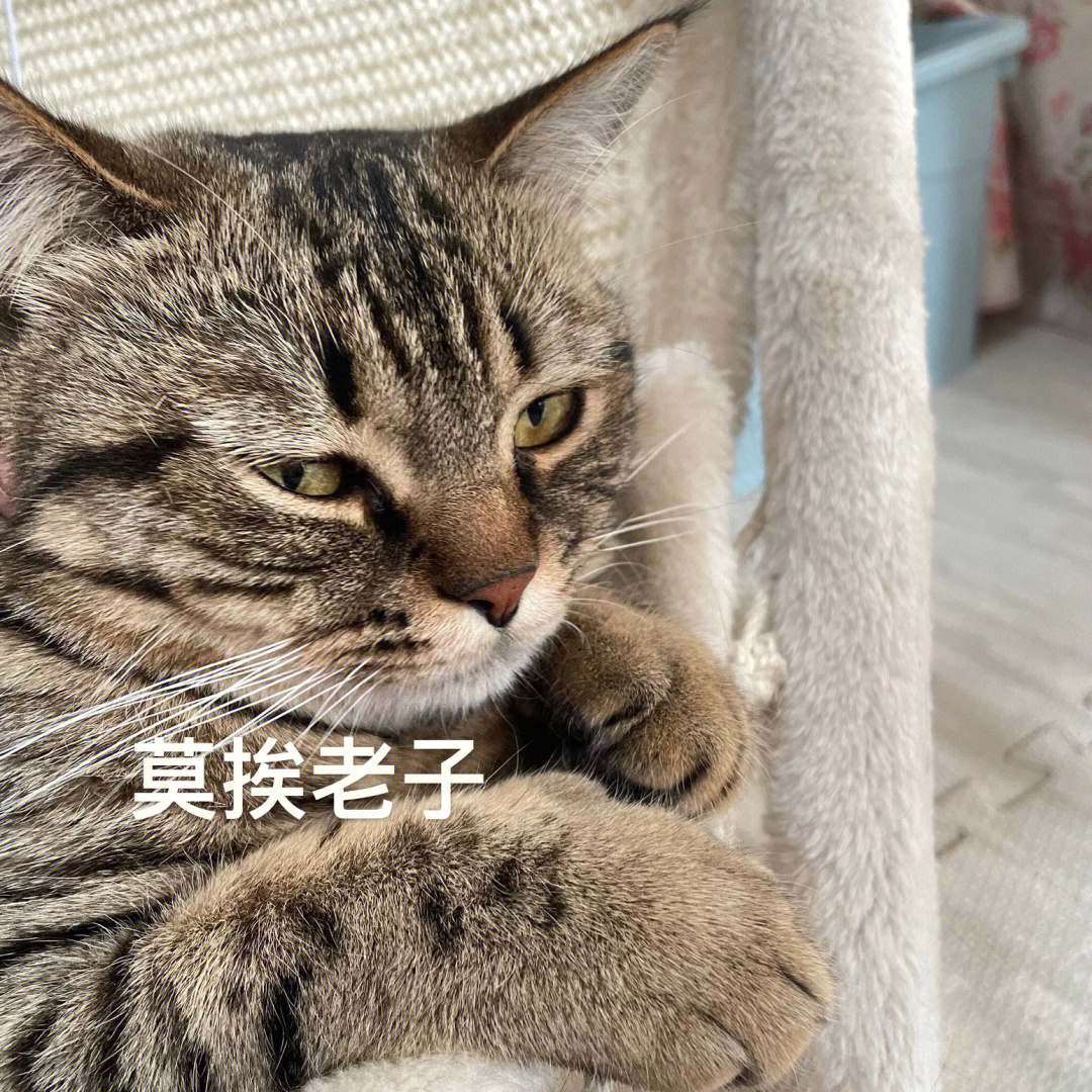 给朋友家的猫做了表情包