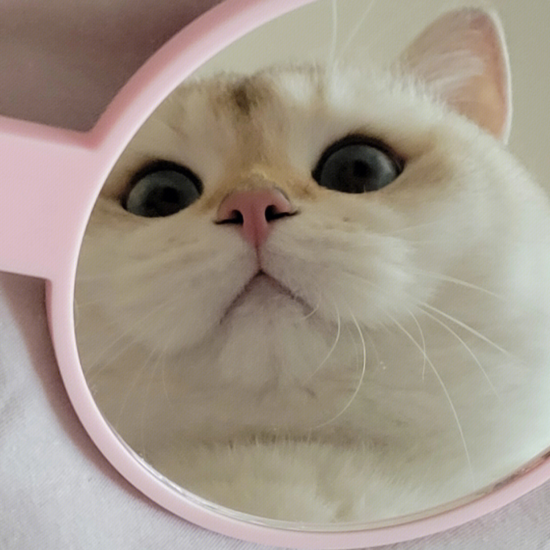 爱照镜子的小花猫图片