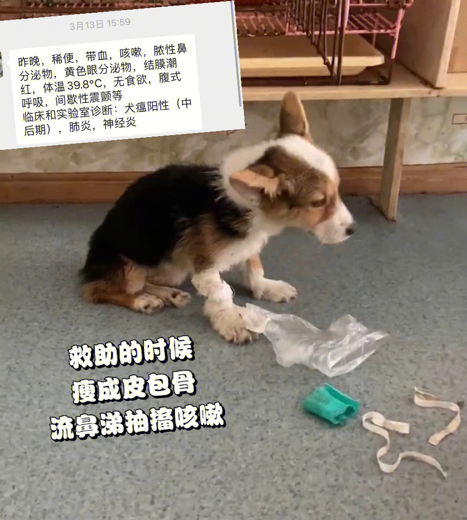 经验分享救治一条被抛弃的犬瘟晚期小柯基