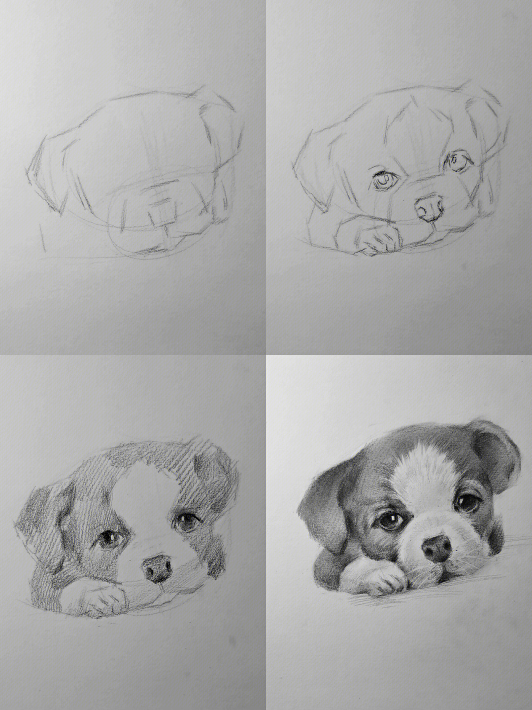 小狗图案 绘画图片