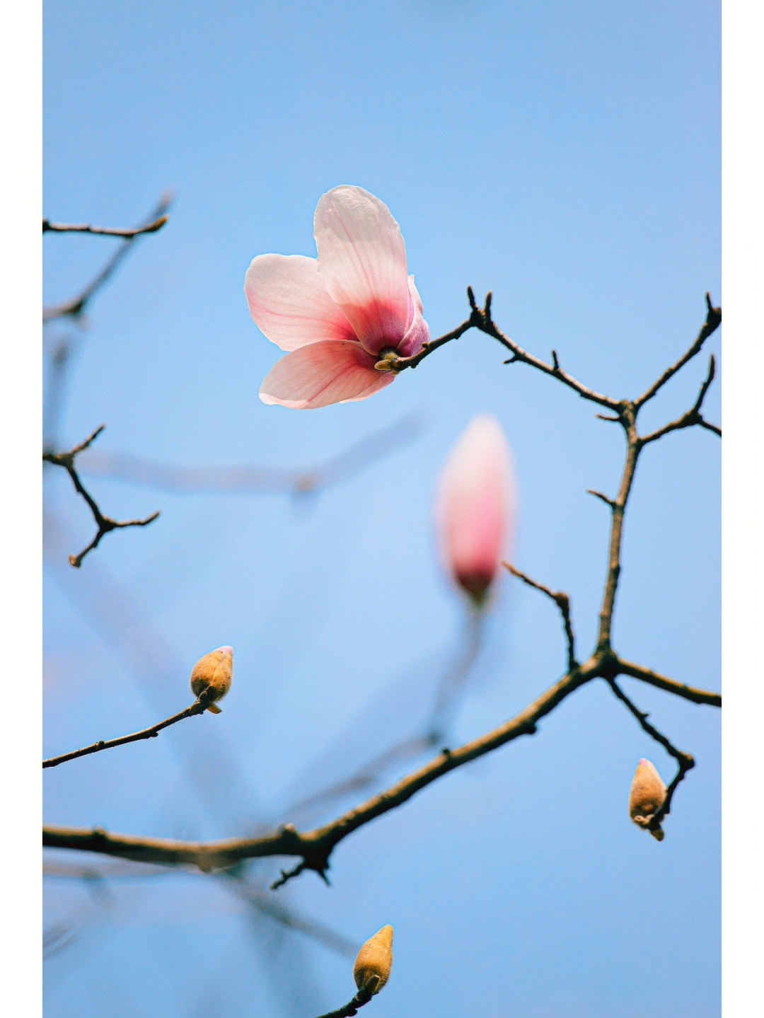 玉兰花花瓣的描写图片