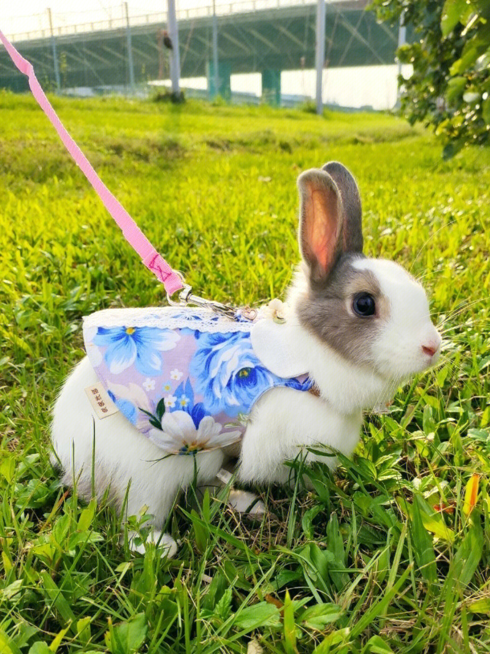 我心目中最可爱的小兔子