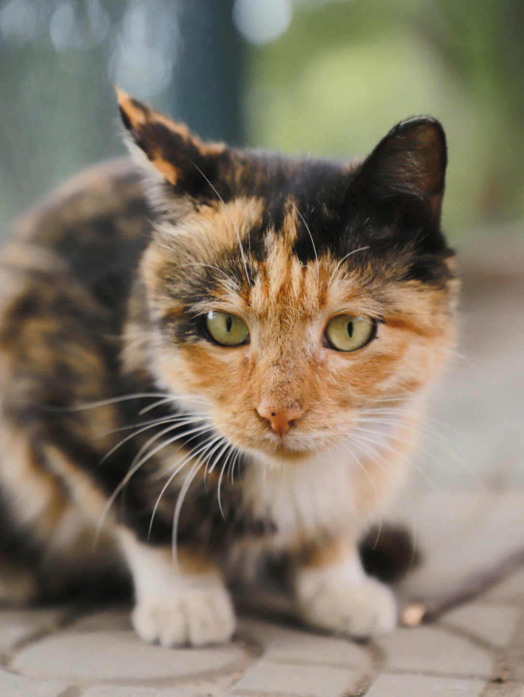 小野猫歌词图片