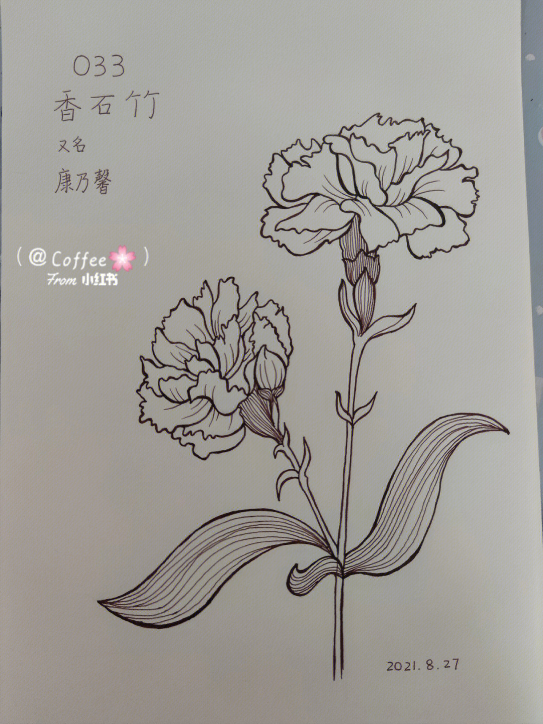 扁竹花简笔画图片