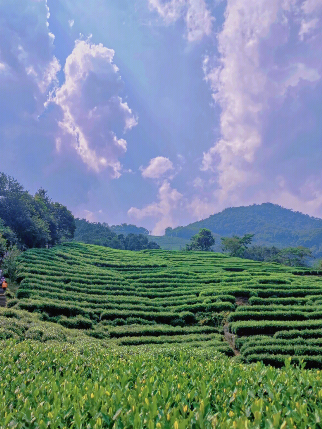 最美茶园龙井村