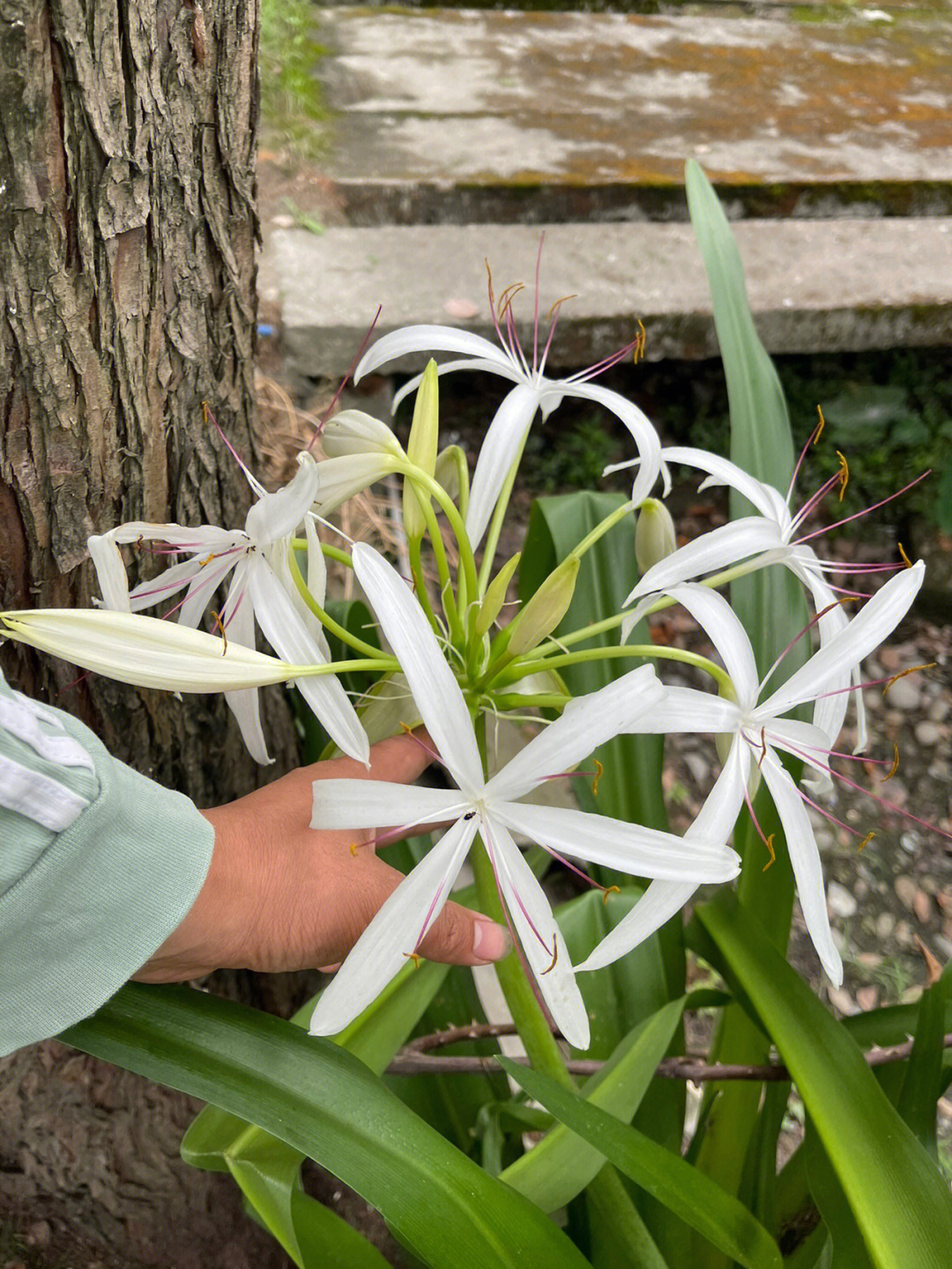 文殊伞百合