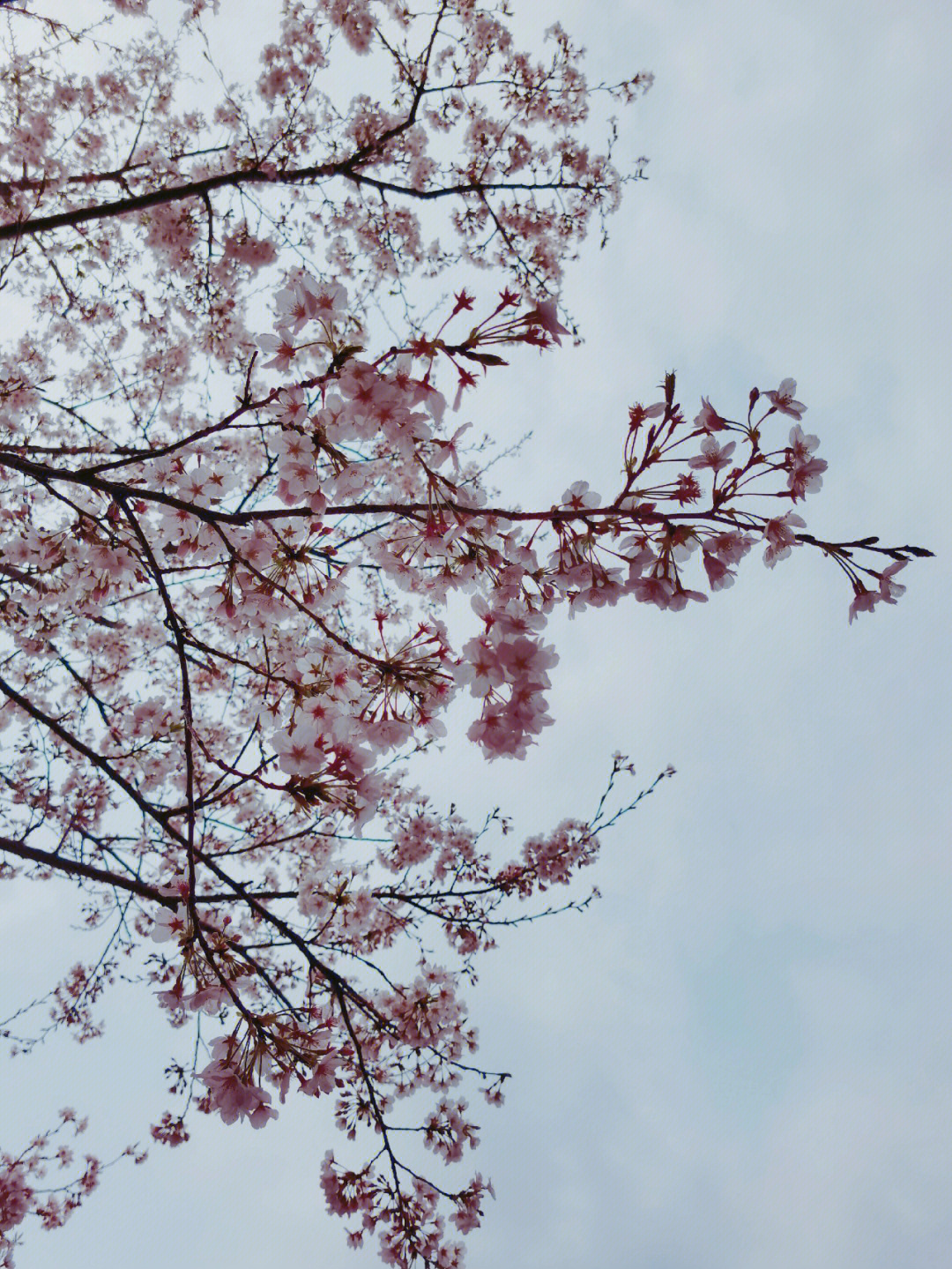樱花味的春天