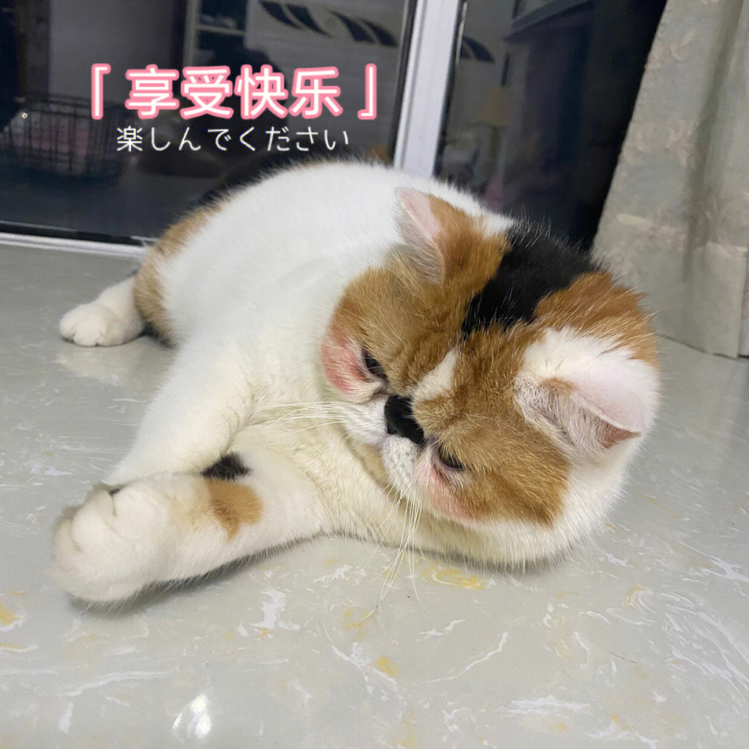 鬼灯的冷彻猫猫虫图片