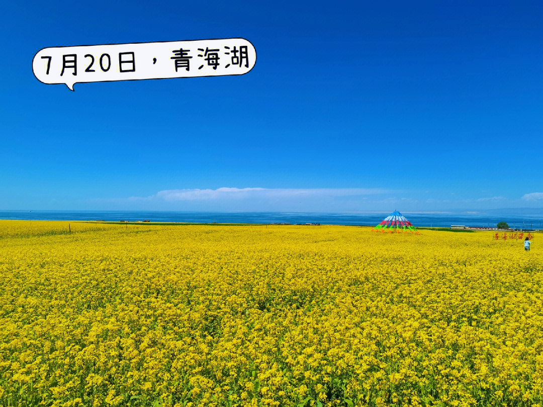 甘青大环线d1天开满油菜花的青海湖
