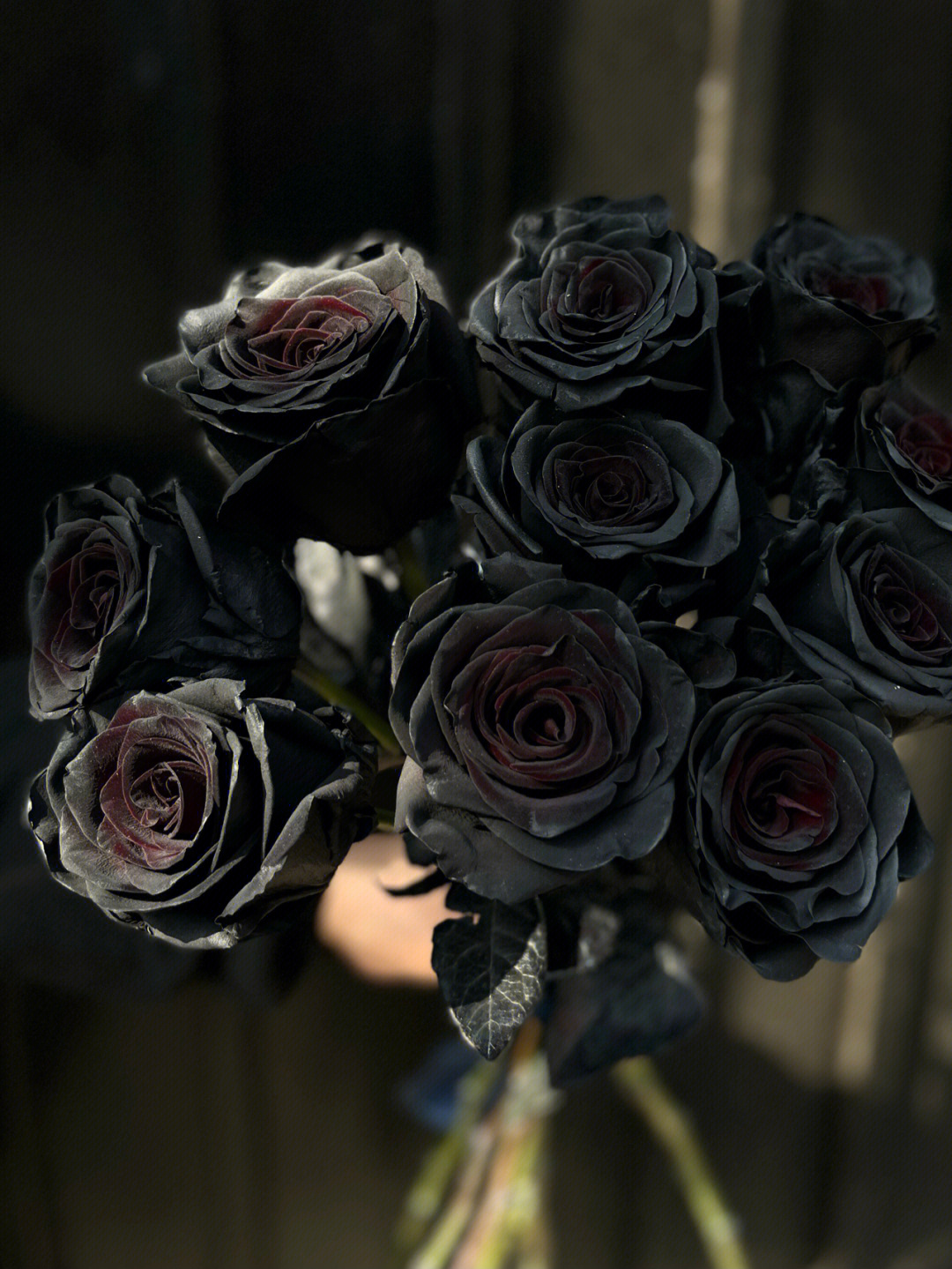 黑丝绒玫瑰
